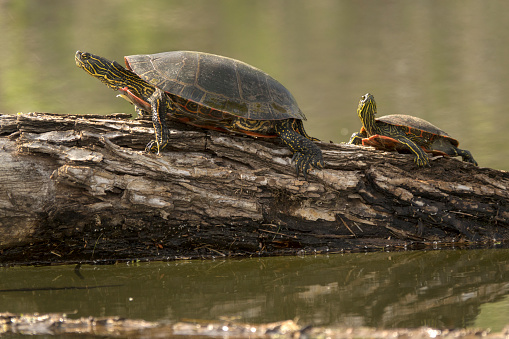 Stretched out and sunning themselves on a floating log, wild painted turtles (Chrysemys picta) enjoy the calm water near the South Platte River in Chatfield State Park in Littleton, Colorado.