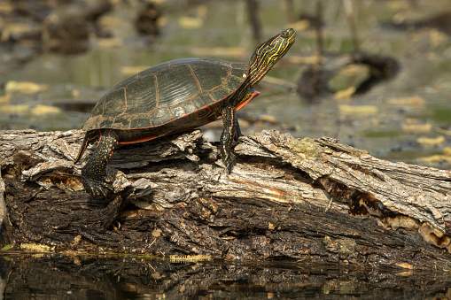 Stretched out and sunning himself on a floating log, a wild painted turtle (Chrysemys picta) enjoys the calm water near the South Platte River in Chatfield State Park in Littleton, Colorado.