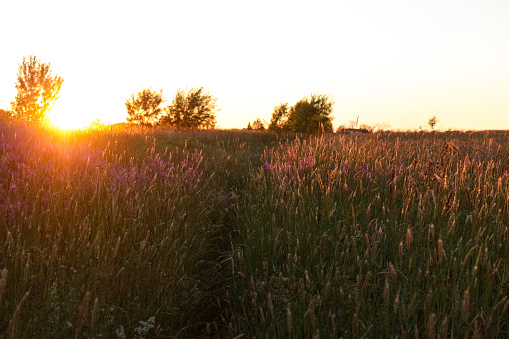 sunset over farm fields, rural farm landscape in Europe, Denmark