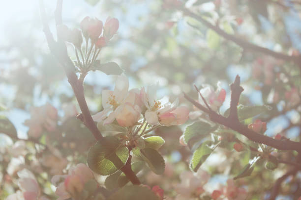 picturesque flowering of an apple tree (or cherry) branch with delicate flowers, brightly illuminated by the sun.close-up