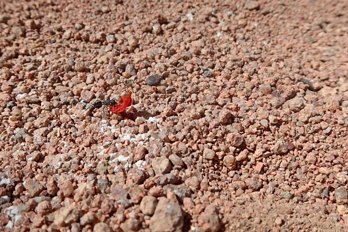 Black carpenter ant carrying a piece of tomato and moving on the gravel in saint Catherine in Sinai in Egypt