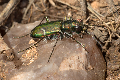Along a hiking trail, an iridescent and spotted tiger beetle hunts for insect prey in a meadow in Red Rocks Park, Jefferson County, Colorado.