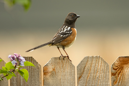 Perched on a neighborhood fence, a spotted towhee hunts in insects under the trees in Denver, Colorado.