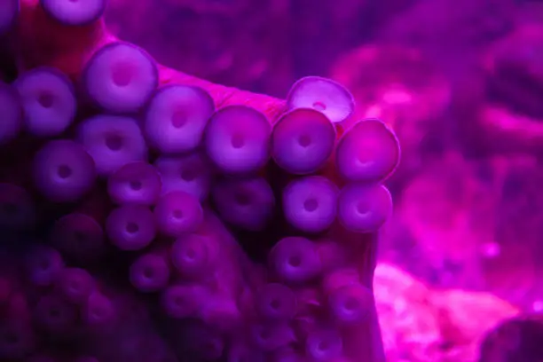 Photo of Octopus tentacles adhered by suction cups to glass