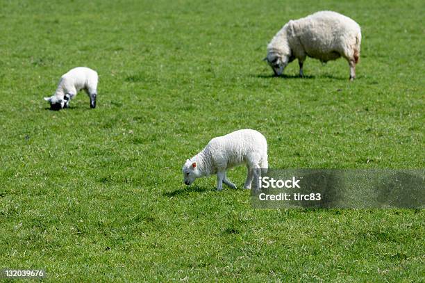 Spring Lambs Mit Mutter Stockfoto und mehr Bilder von Feld - Feld, Fotografie, Frühling