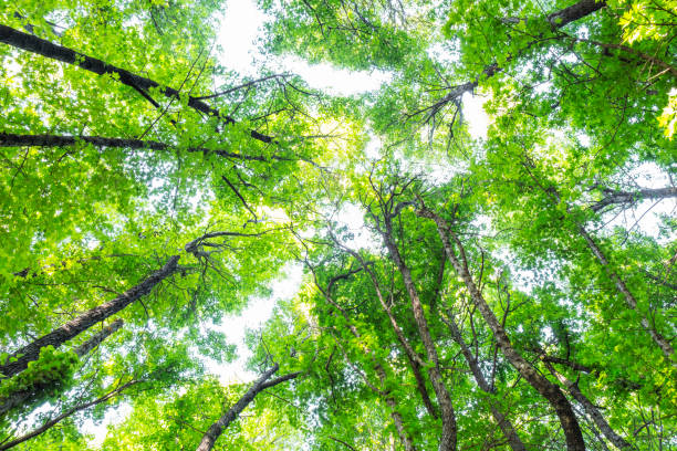 istock Oriental Sweetgum Forest 1320396880