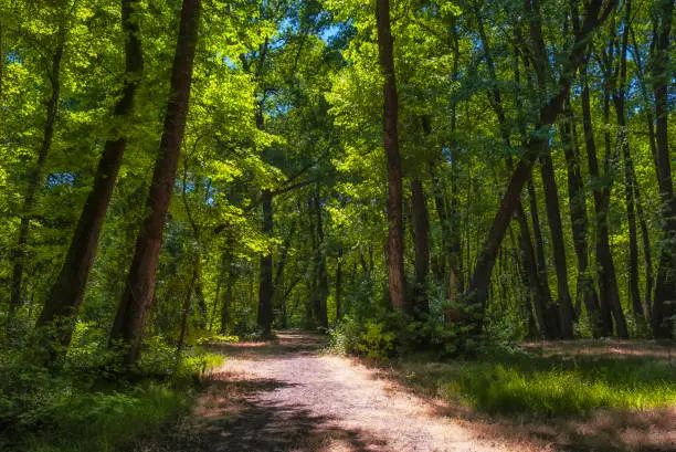 Photo of Oriental Sweetgum Forest