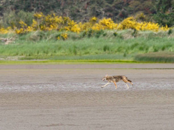 coyote exécutant sur la région de baie de sable astoria oregon - coyote desert outdoors day photos et images de collection