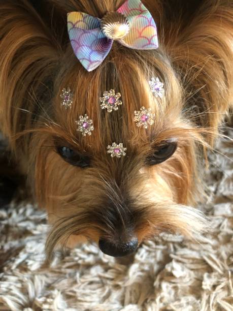 istock Yorkshire full of sparkles 1320399116