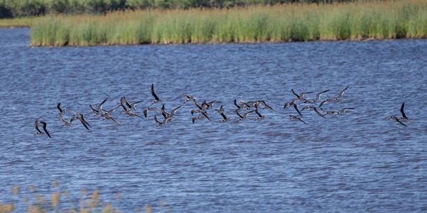 istock Black Skimmer Flock in Flight 1320399937
