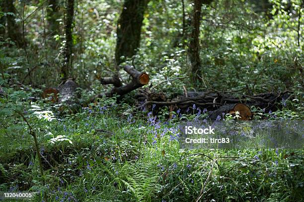 Bluebells In The Woods J Stock Photo - Download Image Now - Blue, Bluebell, Campanula
