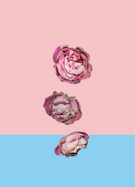 istock Three sear roses falling on pastel pink and blue trendy background 1320400155