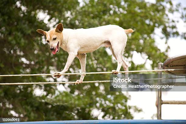 Truco De Cachorro Foto de stock y más banco de imágenes de Perro - Perro, Cuerda Floja, Equilibrio