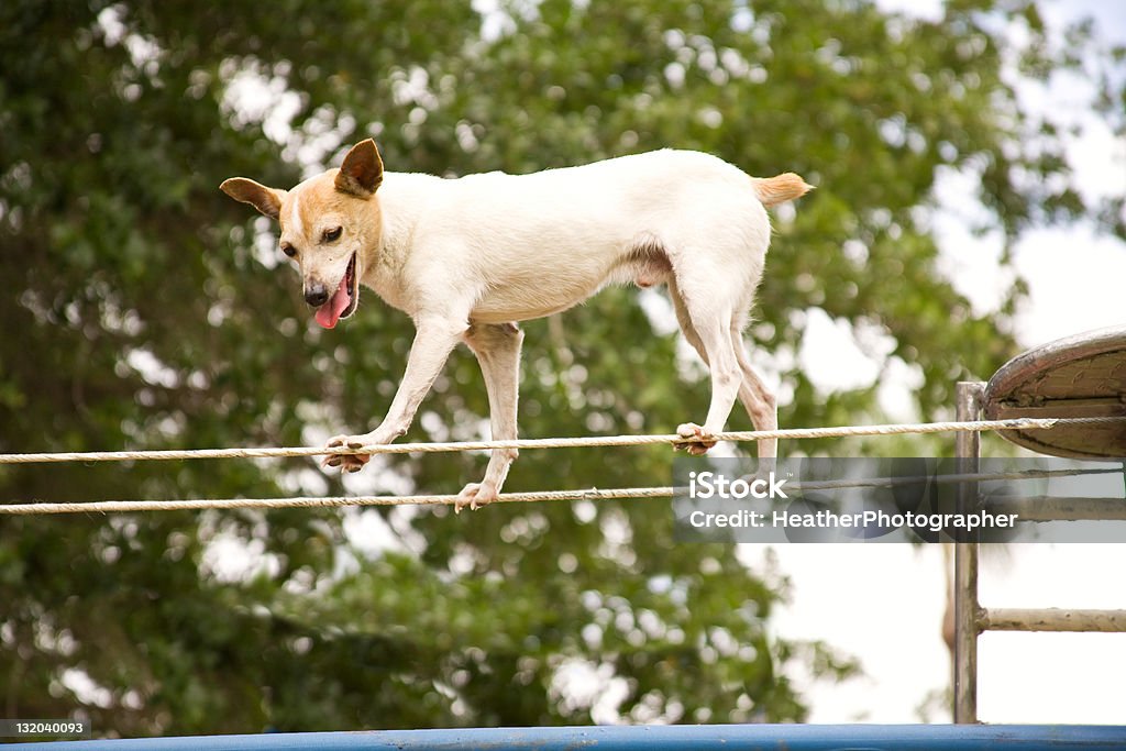 Truque de cachorrinho - Royalty-free Cão Foto de stock