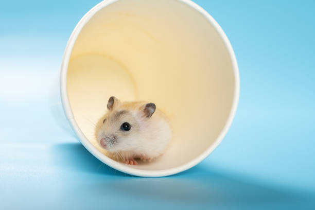 istock a young pet hamster in a cup and looking out 1320401811