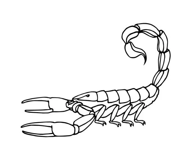 Vector illustration of decorative scorpion, dangerous poisonous insect, predator, black ink lines
