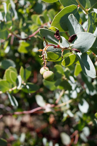 arctostaphylos glauca fruit - red rock cp mrca - 030421 c - bearberry photos et images de collection