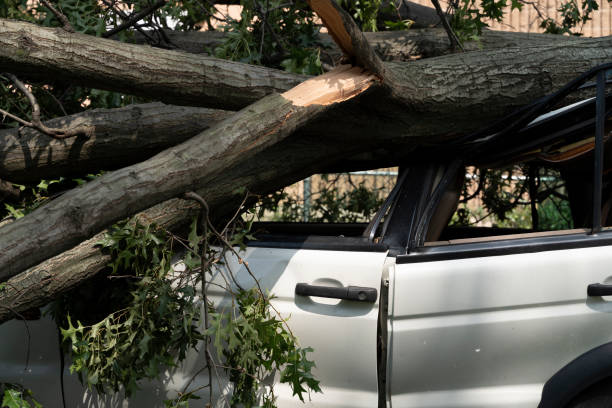 istock A car destroyed by a fallen tree blown over by heavy winds. 1320407671