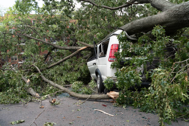 auto nach windsturm unter umgestürztem baum eingeklemmt. - baumstamm am boden stock-fotos und bilder