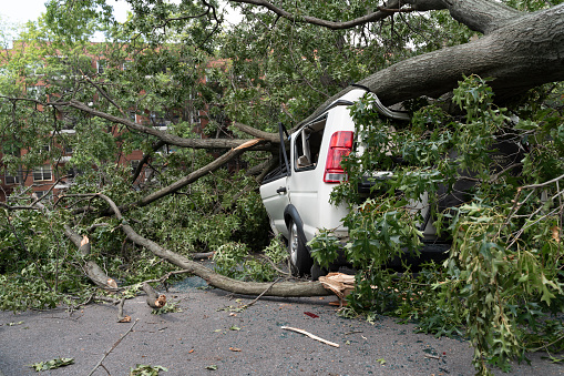 Car trapped under fallen tree after wind storm.