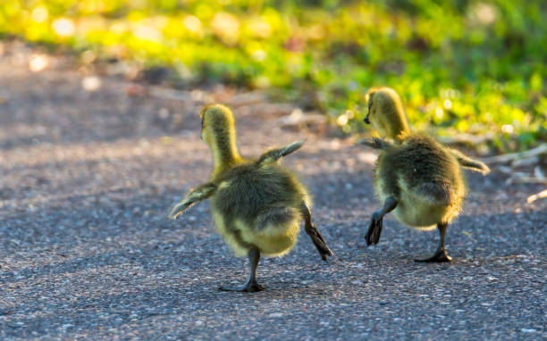 Comedy image of Two geese seeing who can stand on one leg the longest