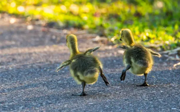 pair of goslings waddling on a path