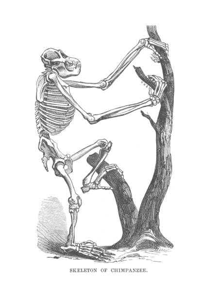 300+ Ape Skeleton Stock Photos, Pictures & Royalty-Free Images