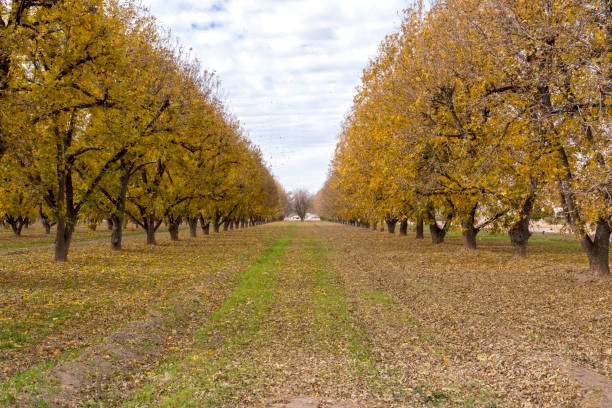 Organic yellow ripe pears on the orchard tree with green leaves. Close up.