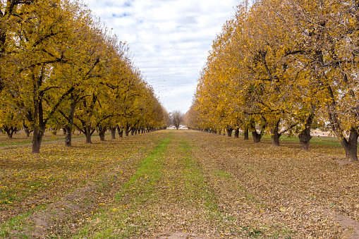 This well manicured pecan orchard is located in southern Arizona.  These mature trees are well maintained and irrigated.