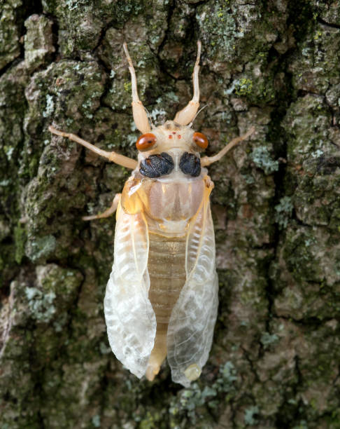 istock Cicada, Brood X, White Nymph, Newly Molted 1320410137