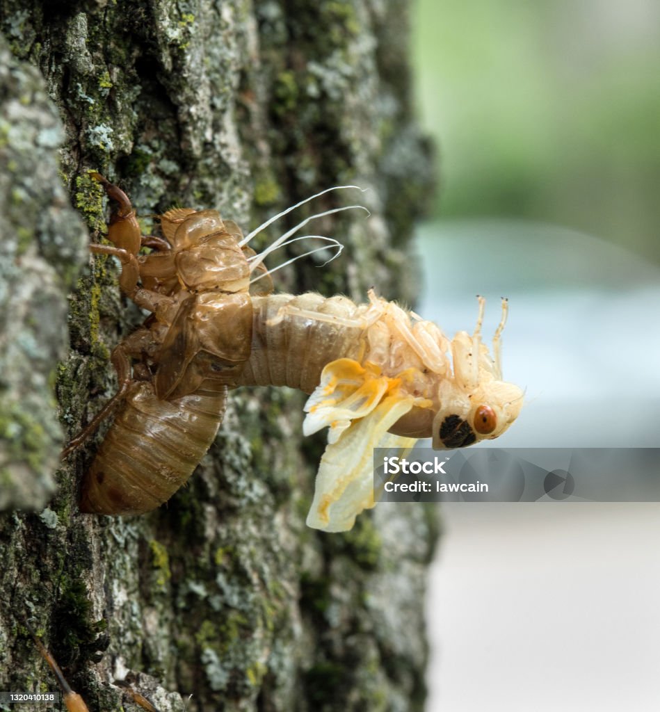 Cicada Nymph Arching Out of Skin During Molting White Cicada nymph arching backwards out of its skin during molting and emergence. Letter X Stock Photo