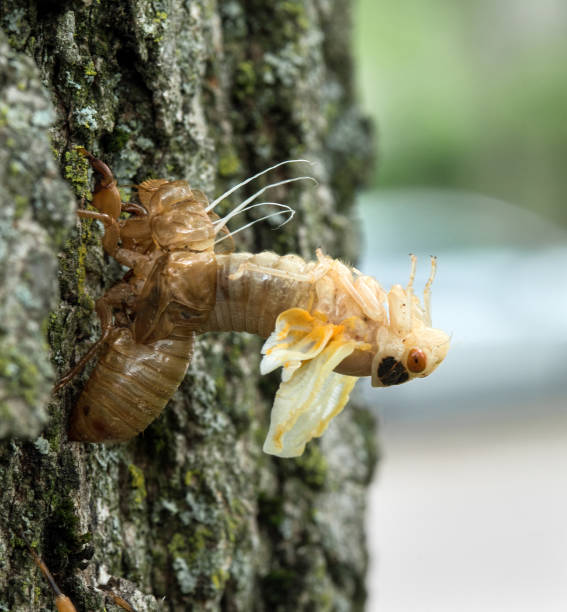 Cicada Nymph Arching Out of Skin During Molting White Cicada nymph arching backwards out of its skin during molting and emergence. dayton ohio photos stock pictures, royalty-free photos & images