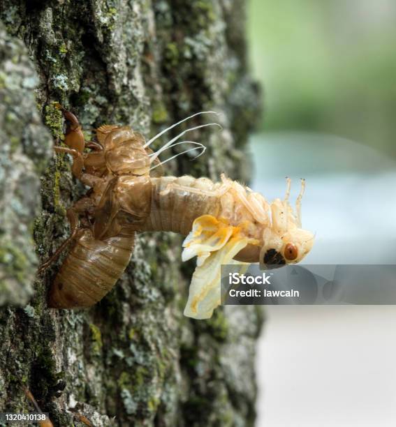 Cicada Nymph Arching Out Of Skin During Molting Stock Photo - Download Image Now - Letter X, Brood - Young Animal, Cicada