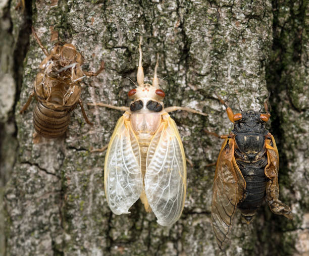 istock Brood X Cicada Nymph, Adult and Empty Skin 1320410140