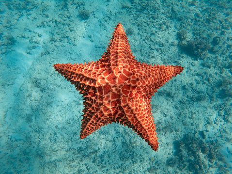 Huge starfish underwater in the blue clear sea. concept of holiday, vocation and relaxing