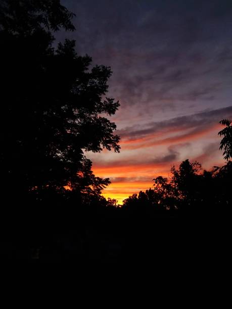 istock Gold and orange sunset with trees in silhouette. 1320410340