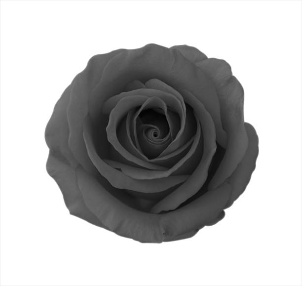 istock Pink rose flower isolated on white background, soft focus and clipping path. 1320411169