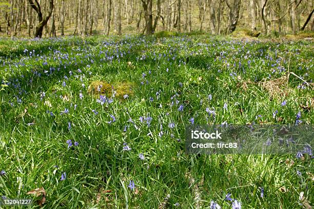 Teppich Von Bluebells Im Wald D Stockfoto und mehr Bilder von Bach - Bach, Baum, Blau