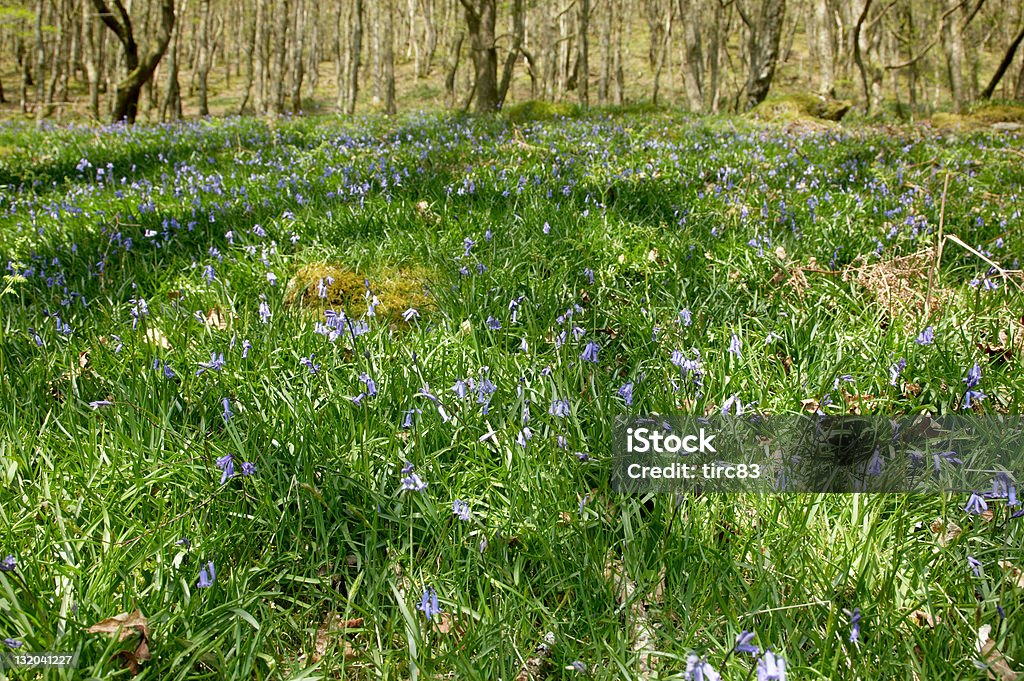 Tapete de bluebells na floresta D - Royalty-free Ao Ar Livre Foto de stock