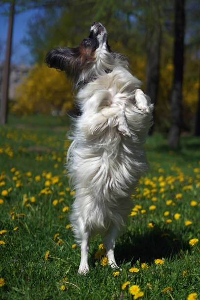 istock Cute white and sable Continental Toy Spaniel (Papillon dog) posing outdoors standing up on its back legs on a green grass with yellow dandelions in spring 1320412283