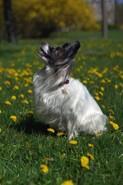istock Cute white and sable Continental Toy Spaniel (Papillon dog) posing outdoors sitting on a green grass with yellow dandelions in spring 1320413561