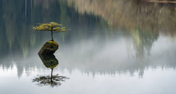 istock Fairy Lake Tee Port Renfrew 1320413656