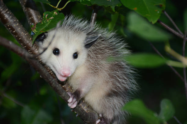 istock Young Opossum Clinging To Cherry Tree Branch 1320413926