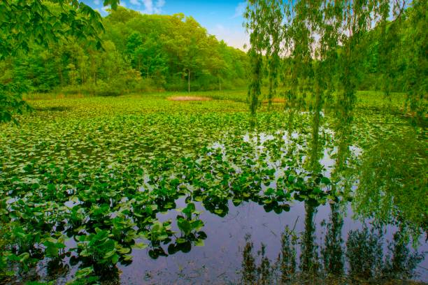 Mill pond with Lilly pads and weeping willow-Saugatuck Michigan