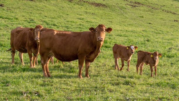Brown cows on the meadow. Cow parents with two calves grazing in the pasture. stock photo