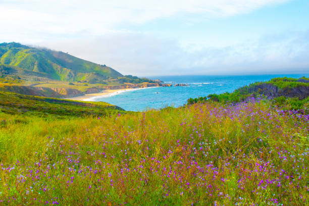 istock Wildflowers along Highway 1- Big Sur, California 1320422089
