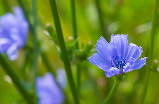 Wildflowers-Blue Corn Flowers--Howard County Indiana
