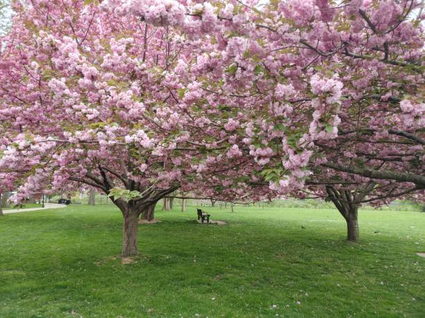 istock Cherry Blossoms in the Park 1320422995