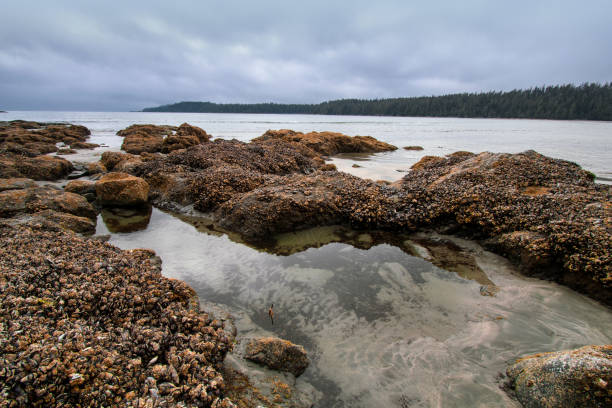 istock Vancouver Island Coastline 1320423051