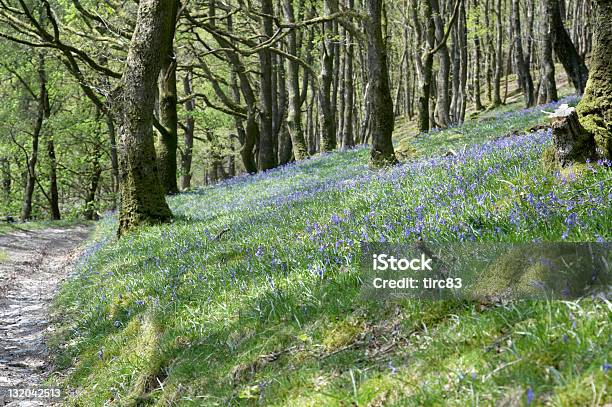 エンディコットアーム Bluebells の森の B - カンパニュラのストックフォトや画像を多数ご用意 - カンパニュラ, イギリス, ヒアシンソイデス